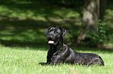 CANE CORSO 1158